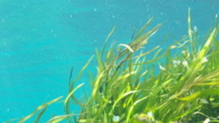 &ldquo;Grano del Mare&rdquo;: il nuovo cibo stellato