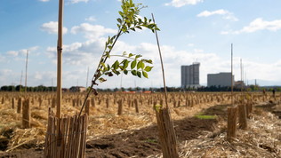 Un bosco per salvare il futuro: oasi verde vicino al Molino